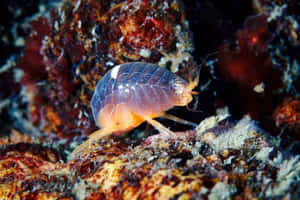Amphipodon Coral Reef Wallpaper