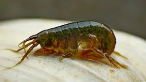 Amphipodon Shell_ Closeup.jpg Wallpaper