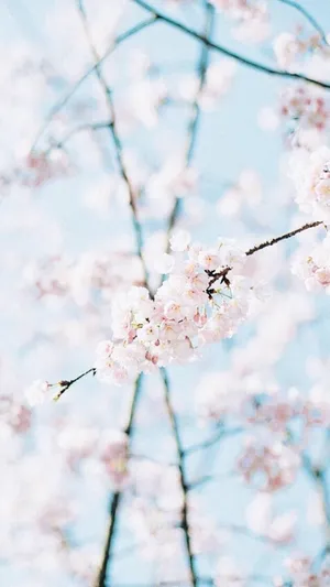 An Abstract High Resolution Wallpaper With Shades Of Pastel Blue And Pink Wallpaper