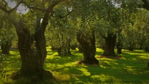 An Abundance Of Olives Wallpaper