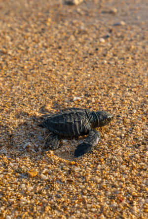 An Adorable Baby Turtle Peeking Out Of Its Shell Wallpaper