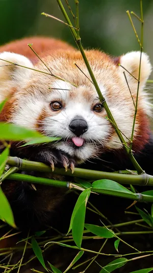 An Adorable Red Panda Wallpaper