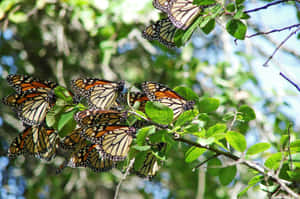 An Aerial View Of A Butterfly Migration Wallpaper