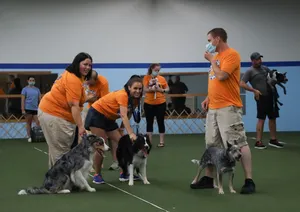 An Agile Dog Catching A Frisbee In A Sunny Park Wallpaper