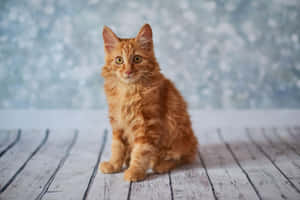 An American Bobtail Cat Perched On A Tree Wallpaper