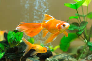 An Aquarium With A Variety Of Colorful Fish Wallpaper