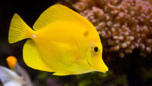 An Array Of Colorful Fish Swimming In Crystal Clear Ocean Water Wallpaper