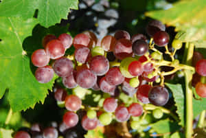 An Array Of Large And Juicy Purple Grapes Wallpaper