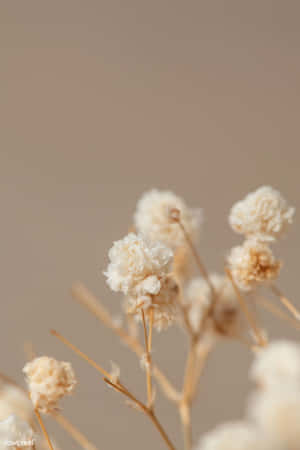 An Assortment Of Beautiful Dried Flowers Wallpaper