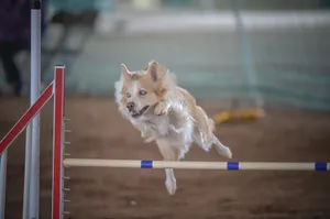 An Athletic Border Collie Enthusiastically Chasing A Frisbee In An Expansive Park. Wallpaper