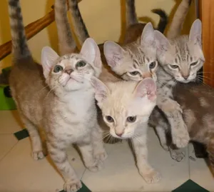 An Australian Mist Cat Lounging Leisurely In The Sun Wallpaper