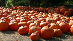 An Autumnal Picture Of Orange Pumpkins In A Field Wallpaper