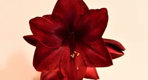 An Autumnal Road Depicting The Changing Leaves Wallpaper