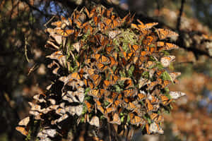 An Awe-inspiring Sight - The Butterfly Migration. Wallpaper