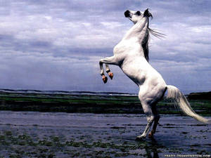 An Eerie White Horse In A Menacing Dark Forest. Wallpaper