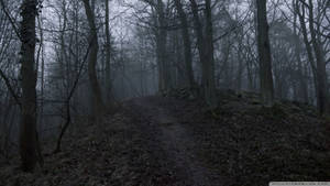 An Eerily Beautiful Journey Through An Enchanted Dark Forest. Wallpaper