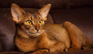 An Elegant Abyssinian Cat Sitting On A Wooden Surface Wallpaper