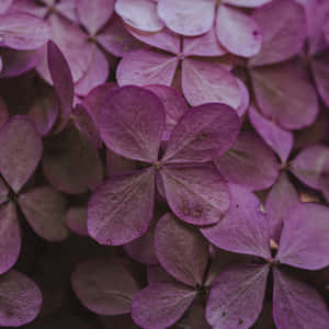 An Elegant Assortment Of Dried Flowers Wallpaper