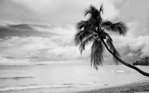 An Elegant Black And White Palm Tree Wallpaper