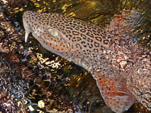 An Elegant Catshark Swimming In Deep Blue Ocean Wallpaper