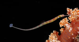 An Elegant Pipefish Swimming In The Vibrant Underwater World Wallpaper