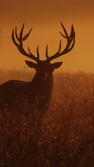 An Elegant Silhouetted Deer Pauses At Sunset Wallpaper