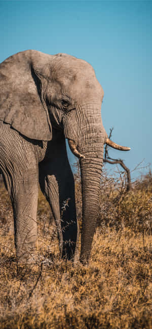 An Elephant Walking Through A Dry Field Wallpaper