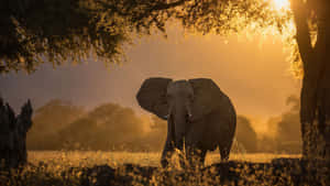 An Elephant Walking Through The Grass At Sunset Wallpaper