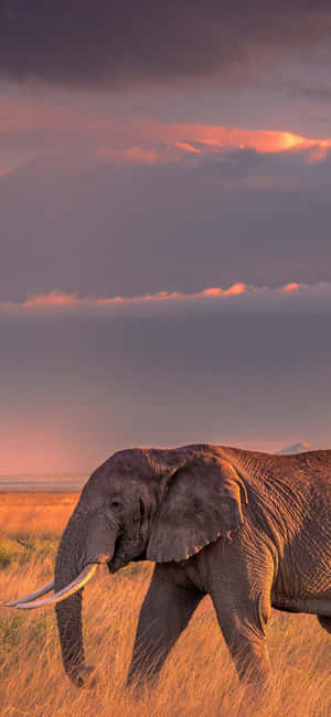 An Elephant Walking Through The Grass Wallpaper