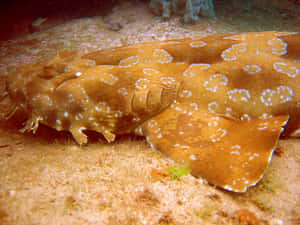 An Elusive Wobbegong Shark Hiding In The Ocean's Colorful Corals. Wallpaper