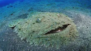 An Elusive Wobbegong Shark Lurking In The Deep Ocean. Wallpaper