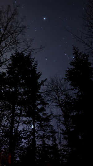 An Enchanting Forest In The Moonlight Wallpaper