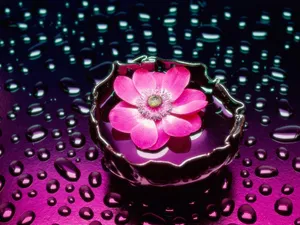 An Enchanting Pink Flower Making Ripples In The Water. Wallpaper