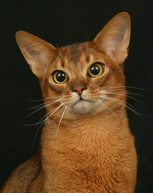 An Engaging Abyssinian Cat Gazing Intently At The Camera Wallpaper
