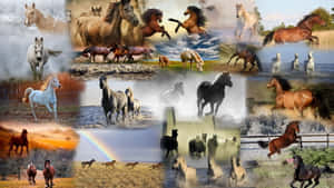 An Exciting Collage Of Different Horses Wallpaper