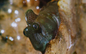 An Exotic Blenny Fish Underwater In Its Natural Habitat Wallpaper