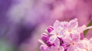 An Expedition Of Beauty And Adventure Wallpaper