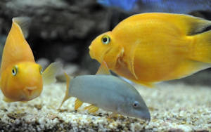 An Explosion Of Color Under The Sea Wallpaper