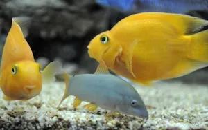 An Explosion Of Color Under The Sea Wallpaper