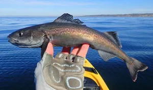 An Exquisite Sablefish In Its Natural Underwater Habitat Wallpaper