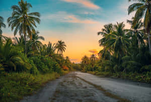 An Idyllic Landscape Featuring Palm Trees And A Peaceful Beach Wallpaper