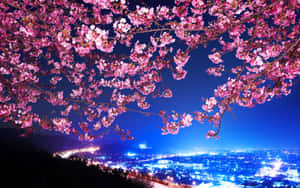 An Illuminating View Of Nighttime Cherry Blossoms Wallpaper