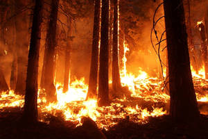 An Intense Forest Fire In High Temperature Wallpaper