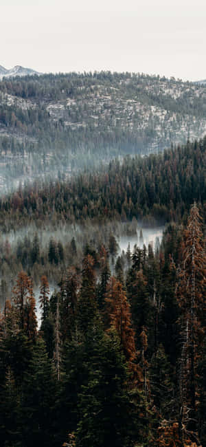 An Iphone In The Middle Of A Forest Wallpaper