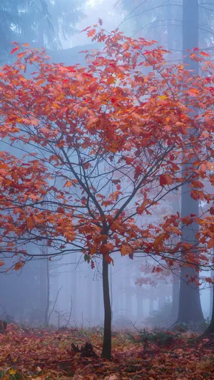 An Old Red Tree Stands Alone In The Serene Outdoors. Wallpaper