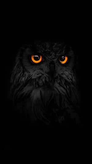 An Owl With Orange Eyes In The Dark Wallpaper