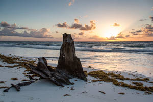 An Unusual Sight At The Beach Wallpaper