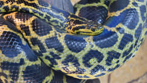 Anaconda Close Up Wallpaper