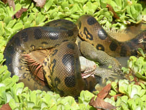 Anaconda Feastingon Fish Wallpaper