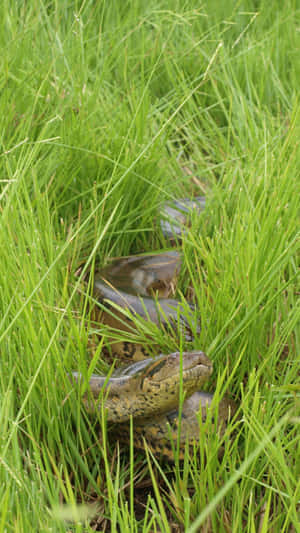 Anaconda Hidingin Grass Wallpaper